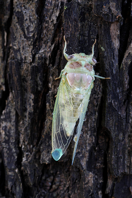 Cicala appena sfarfallata: Lyristes plebejus?